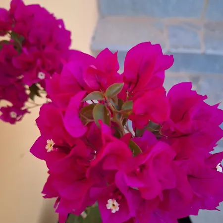 Tatil Evi Casa Dei Fiori Sarakinádhon